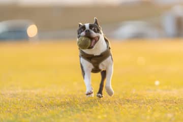 愛犬の命を奪ったバイク運転手に賠償命じる判決…法的には「モノ」である“ペットの死”に裁判所はなぜ慰謝料を認めたのか