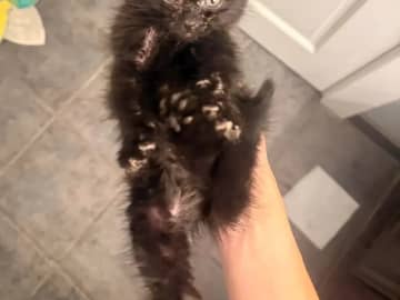 「かわいい子犬」「リスに違いない」「天使ですね」などのコメントがついた、『糸くずの塊』の正体は…？