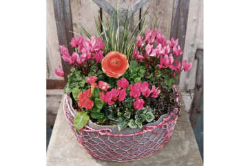 キュートなピンクの花が次々に咲く「ガーデンシクラメン」の寄せ植え【ガーデニング】