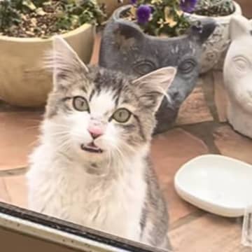 寒空の下で“ゴミを漁っていた野良猫”が家を訪ねてきて…保護された現在→心温まる変化に「涙が出る」「よかったよかった」と感動の声続出