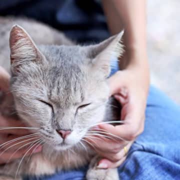 猫とのスキンシップで気付ける『健康チェック法』4つ　異変を見逃さないために確認すべきポイントとは