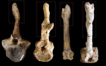 恐竜の性別、交尾時の負傷の痕跡で特定可能か　新研究