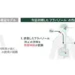 ワインやチョコレートの「渋み」で記憶力向上　芝浦工業大学がメカニズムを解明