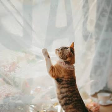 猫が『カーテン登り』をしてしまう4つの理由　困った行動をやめさせるための対処法も解説