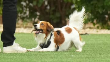 デコピンがおとなしくカートにすっぽり　大谷翔平が腰をかがめてデコピンに顔近づけ2ショット