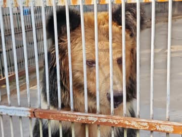 「史上最もしょぼい動物園」が一変、客も寄付も殺到―中国