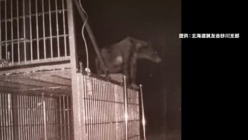 クマに異変「箱わな」危険と学習か　おりの中でうなり声上げ威嚇し大暴れ…おりに入らないクマも撮影　今年の熊は「より凶暴化」の声も
