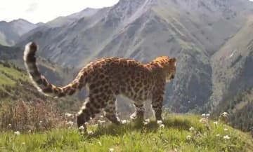 ユキヒョウとヒョウが同じエリアに現れる貴重な映像、四川省で初撮影―中国