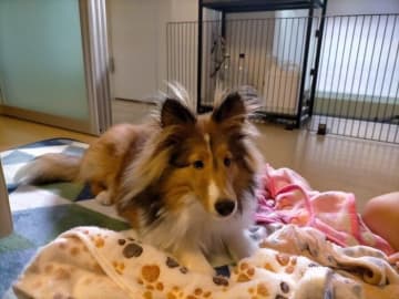 元保護犬のシェルティ子犬を迎え、苦労したトイレトレーニングを3才でマスター！幸せに暮らす今の姿にほっこり
