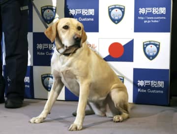 新入り麻薬探知犬、お手柄　神戸空港荷物、薬物かぎわけ発見