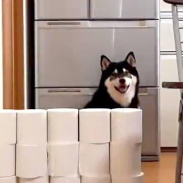 『トイレットペーパーで作った壁』を犬が飛び越えられるか検証→見た目とのギャップがすごい『まさかの結果』に反響「柴リンピック」「声出た」