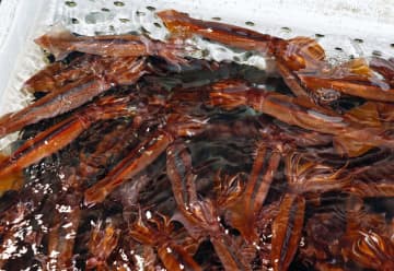 スルメイカ漁を事実上再開へ　北海道、資源調査の形で