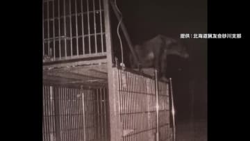 おりに入らず「箱わな」の危険を学習か…熊に異変　今年は「より凶暴化」の声も…牙がボロボロになるまで暴れる　温泉旅館や大学にも“熊出没”