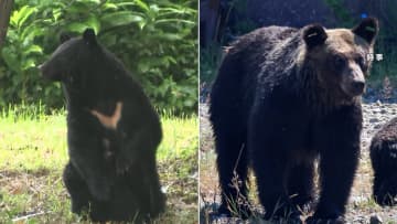 【解説】ツキノワグマとヒグマなにが違う？北海道では過去に400キロのクマ駆除…臆病な性格も、深刻な人身被害　捕獲が難しい特徴も