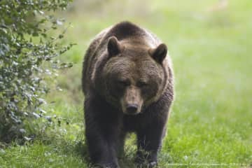 クマ襲撃で顔がめちゃくちゃに…　被害者親族が憤るクマ擁護派の「人間が悪い」論