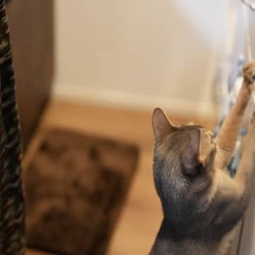 猫と暮らす家におすすめな『壁』の特徴4選　爪とぎや汚れ防止に役立つ選び方のポイント