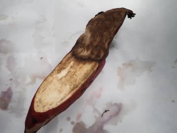 サツマイモ基腐病　発生確認のひたちなかの畑　周辺500メートル土壌消毒へ　茨城県方針