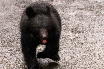 長野で田んぼの中を歩いていた “子クマ” 網で捕獲『眠らせて山に放獣』の方針 ネットでは議論に「これ、美談で終わらせていい話じゃないと思うんだけど・・・」「その子熊が成獣になった時に戻ってくるんじゃないの」