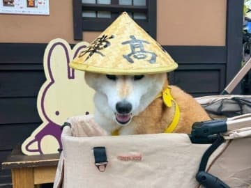 柴犬マロたんと秋の飛騨高山を散策。若い頃よりのんびりペースの旅の記録。