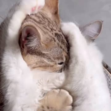 仲良くじゃれ合っていた2匹の猫→前足が"ちょうどいい位置"に伸びて…『予想外の表情』に「奇跡的な光景ｗ」「思わず吹き出した」と13万再生