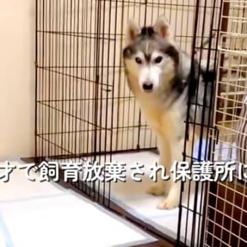 8歳で飼育放棄された『ガリガリの大型犬』を保護→現在の家族と出会い…精一杯生きた『6年間の証』に涙が止まらないと87万再生「素敵な家族」