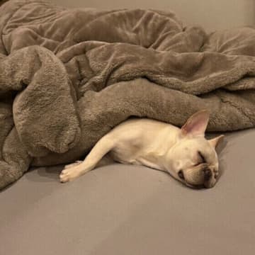 寒暖差や長雨に要注意！　秋特有の気候がもたらす愛犬のストレス