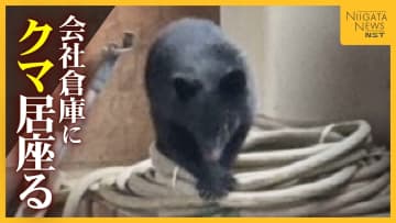 【捕獲までの一部始終】建設会社倉庫に居座った“子グマ”…約5時間後に緊急銃猟で捕獲 侵入前には周囲うろつく様子も