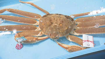 【ズワイガニ解禁！】450万円の「輝」誕生 能登半島地震の被災地・珠洲発 加能ガニが灯す復興と美食の希望