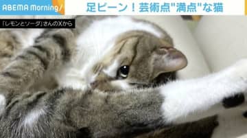 足ピーン！猫の“独特な伸び”に「飛び込み選手のやつ」「体操選手？ニャン馬」と反響続々