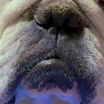 ２日間はなればなれだった犬のもとへ帰宅→『飛び跳ねて喜ぶかな』と思ったら…予想を裏切る『まさかの対応』に爆笑「待ちくたびれたのかも」