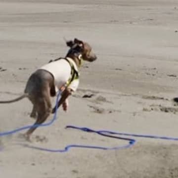 海辺を犬と散歩する男性→スピードについていけず…爆笑必至な『衝撃の展開』に7万いいね集まる「芸術的で草」「漫画でしか見たことないｗｗ」