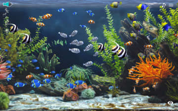 「本作の体験の本質は、何もしないこと」アクアリウムシム『Zen Aquarium』【開発者インタビュー】