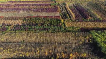 森林公園の木々が色鮮やかに　中国新疆ウイグル自治区
