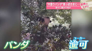 “木登りパンダ”真っ逆さまに…徐々に重みで枝が　中国【#世界のミダシ】