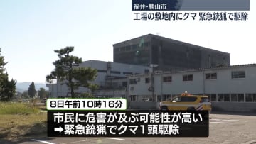 工場敷地内にクマ　緊急銃猟で駆除　福井・勝山市