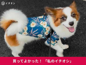 【スタプロ】ペット用アロハシャツが可愛くてお手頃！愛用のパピヨン・オースティンちゃんはお散歩中の人気者に♪(40代女性)