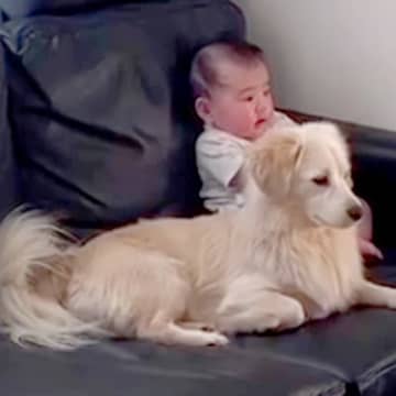 赤ちゃんと犬の日常を撮影→まるで『本当の兄妹』のように…微笑ましすぎる光景に反響「なんて可愛いの」「仲良しで癒される」と4万再生