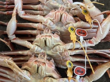 【福井県】冬の王者「越前がに」解禁！濃厚“赤いダイヤ”せいこがにと絶品グルメ＆紅葉ライトアップで福井の冬を満喫！