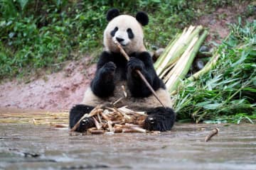 パンダのシンシン、皮をむいてタケノコぱくり　中国四川省