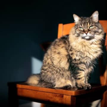 猫の『認知症』を疑ったら確認したいポイント4つ　表れる症状や飼い主にできることまで