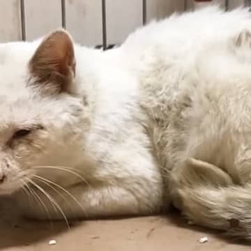 ボロボロの白猫を保護→"ピカピカの真っ白にしよう"と決めた日から『７年』…現在の様子に「泣けてくる」「立派になったね」と感動の声