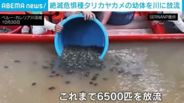 絶滅危機のタリカヤカメを放流 卵の違法採取から守る活動続く ペルー・アマゾン地域