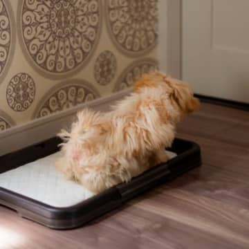 犬が『人前でトイレ』をしたがらない原因4つ　隠れてしようとする心理から改善策まで