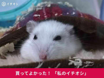 「暖突」ヒーターはハムスターの寒さ対策にもおすすめ！ジャンガリアン・ダイコクちゃんのケージもぽかぽか♪(30代女性)