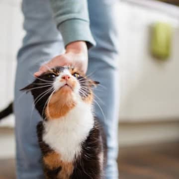 猫からの『信用を失ってしまう』飼い主のNG行動3選　関係を修復するための方法はある？