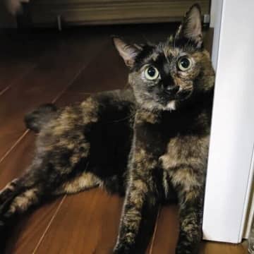 保護猫カフェで出会った“お膝猫”と家族に　4年をともに過ごして実感した“サビ猫の魅力”