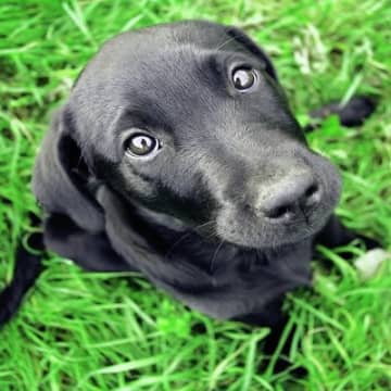 犬を『不幸』にする飼い主の特徴５選　犬を飼っちゃダメな人の共通点やお互いが幸せになる方法まで