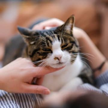 猫が飼い主に『頼みごと』をするときの仕草5選　気付いてあげたいサインや上手な応え方