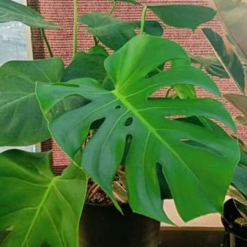 【モンステラ】綺麗な切込みの葉が出来る方法