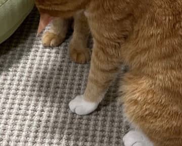 にゃんこがにゃんこにまさかの“カツアゲ”!?肩に前足をかけて、顔をのぞきこむ姿が「もうそれにしか見えない」と話題に！